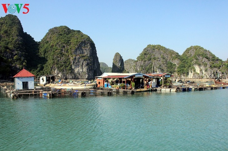 Visitors to Cat Ba hit two millionth mark in 2017 - ảnh 2