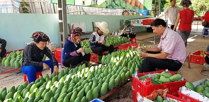 Garment, fruit and vegetable exports sharply increase - ảnh 1