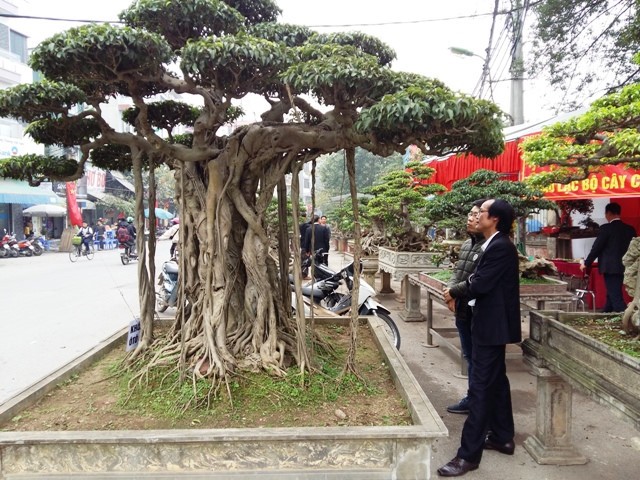 Triều Khúc, la passion des bonsaïs   - ảnh 1