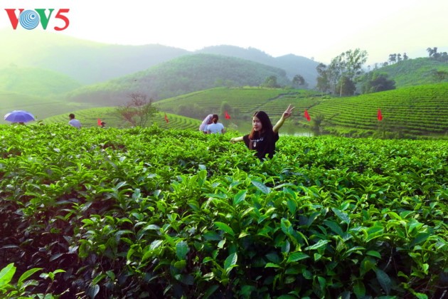 Thanh Chuong, le paradis du thé - ảnh 7