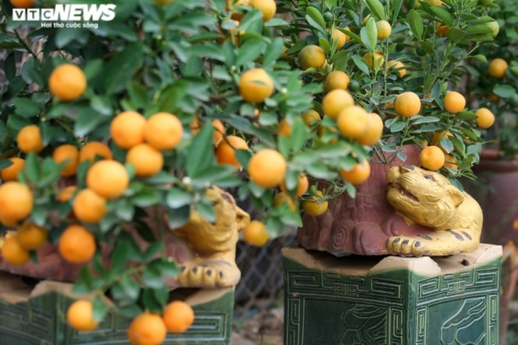 Têt: Les kumquats-bonsaïs en vogue  - ảnh 12