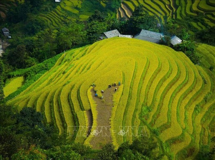 Les rizières  à la saison du riz mûr au Vietnam - ảnh 2