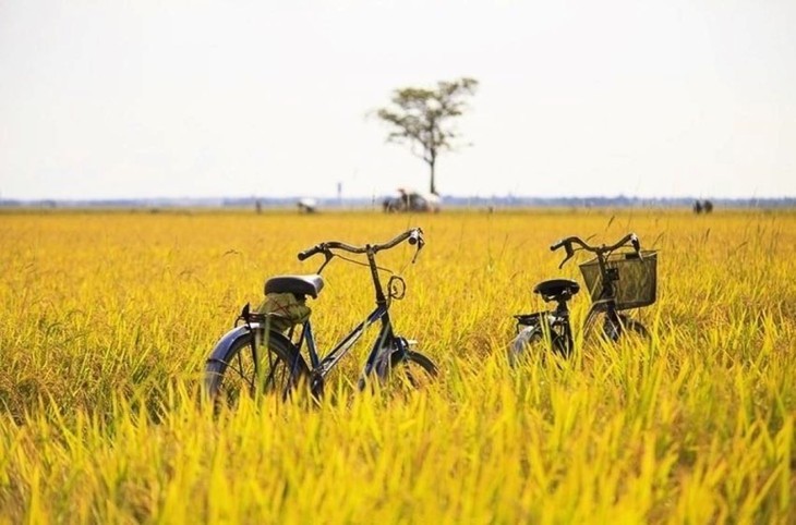 Les rizières  à la saison du riz mûr au Vietnam - ảnh 18