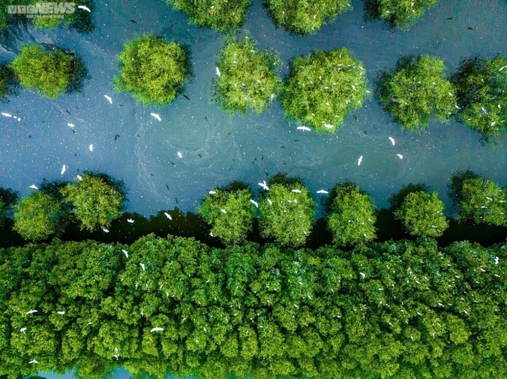 La zone écologique de Côn Chim - le joyau vert de Binh Dinh - ảnh 5