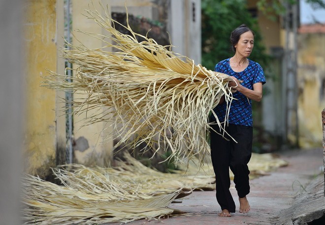Tri Lễ - a village that makes traditional palm leaf hats - ảnh 5