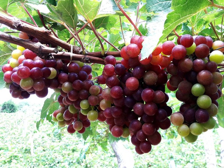 Grapes, wine and cuisine fair opens in Ninh Thuan - ảnh 1