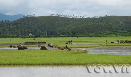 Modernisierung ländlicher Gebiete - die zentrale Aufgabe Vietnams - ảnh 1