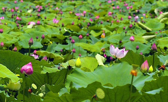 Lotus-Blüte in der Kaiserstadt Hue  - ảnh 1