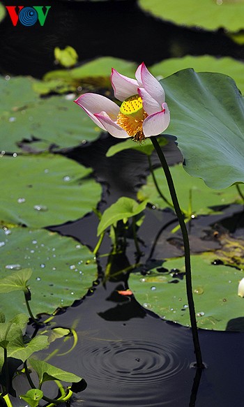 Lotus-Blüte in der Kaiserstadt Hue  - ảnh 10