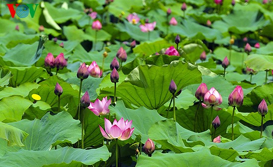 Lotus-Blüte in der Kaiserstadt Hue  - ảnh 2