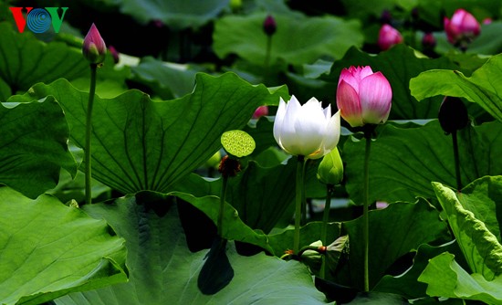 Lotus-Blüte in der Kaiserstadt Hue  - ảnh 4