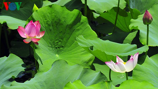 Lotus-Blüte in der Kaiserstadt Hue  - ảnh 5