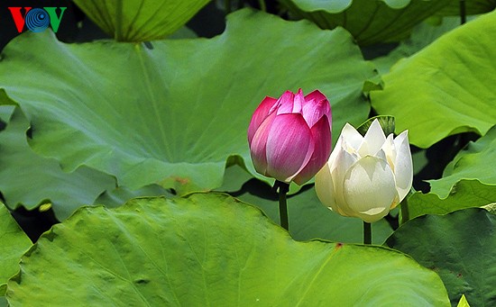 Lotus-Blüte in der Kaiserstadt Hue  - ảnh 6
