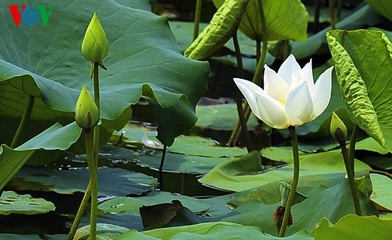 Lotus-Blüte in der Kaiserstadt Hue  - ảnh 7