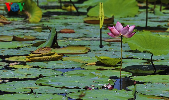 Lotus-Blüte in der Kaiserstadt Hue  - ảnh 8