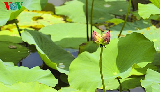 Lotus-Blüte in der Kaiserstadt Hue  - ảnh 9
