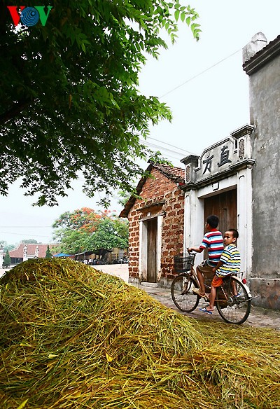 Erntezeit im traditionellen Dorf Duong Lam - ảnh 12