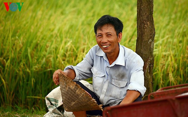 Erntezeit im traditionellen Dorf Duong Lam - ảnh 9