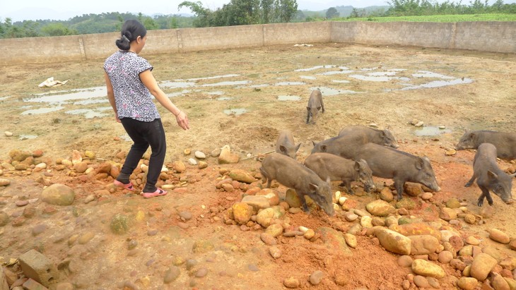 Ninh Moc Sau entkam die Armut durch Zucht der Wildschweine - ảnh 1