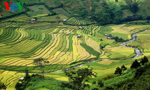 Geschicklichkeit der Mong beim Reisanbau - ảnh 1