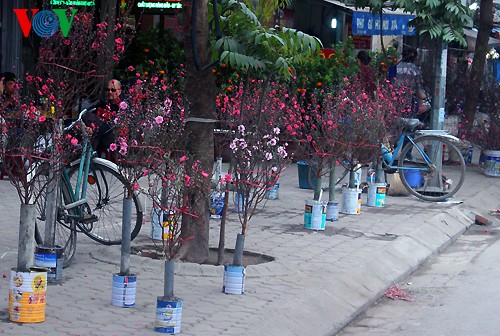 Pfirsichzweige in den Straßen Hanois  - ảnh 11