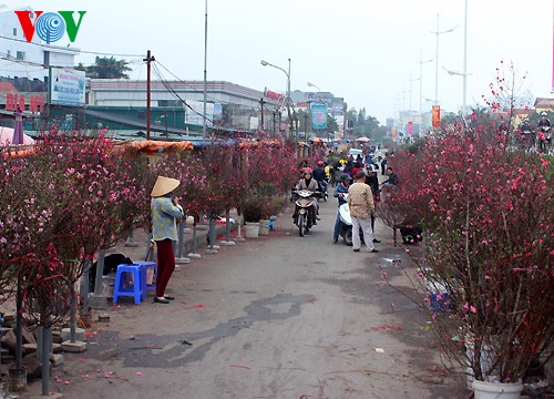 Pfirsichzweige in den Straßen Hanois  - ảnh 4