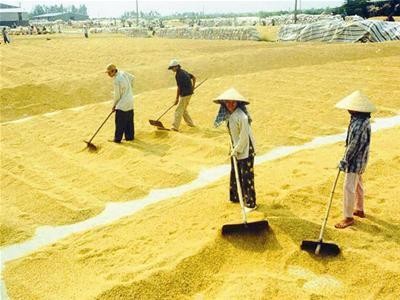 Vize-Premierminister Hoang Trung Hai zur Änderung des Handels der landwirtschaftlichen Produkte - ảnh 1