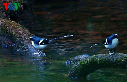 Fotos von Vogelarten in Vietnam, die vor dem Aussterben gedroht sind  - ảnh 8