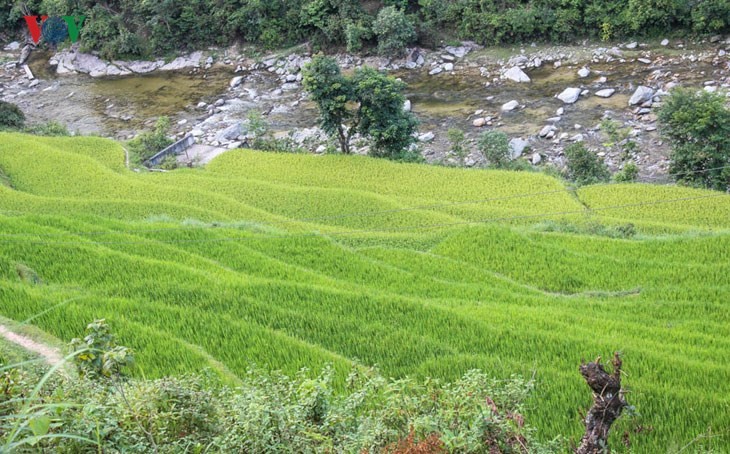 Der junge Reis auf den Reisterrassen in Tung San - ảnh 11