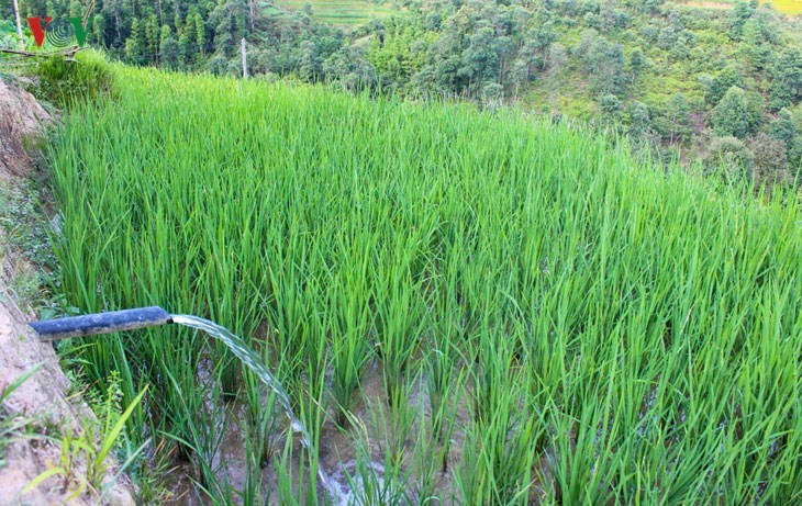 Der junge Reis auf den Reisterrassen in Tung San - ảnh 4