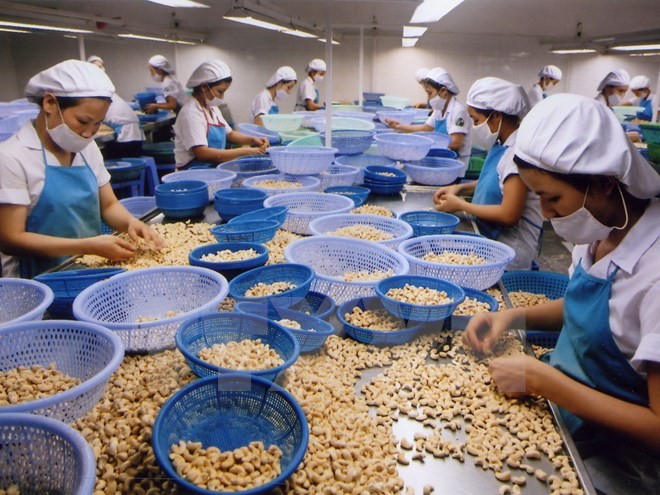 Cashewnüsse Vietnams entsprechen der Hälfte des weltweiten Exports - ảnh 1