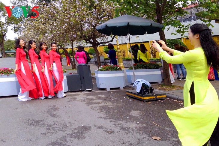 Die Schönheit der Bauhinien in Hanoi - ảnh 5