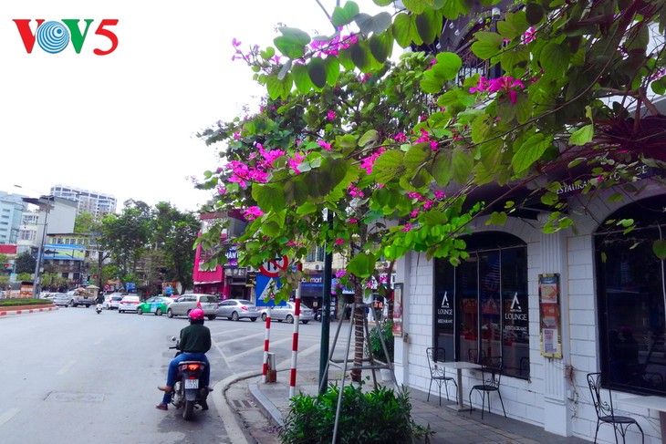 Die Schönheit der Bauhinien in Hanoi - ảnh 12