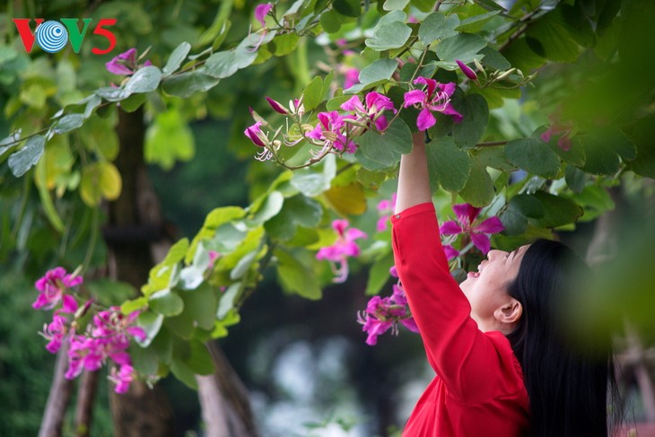 Die Schönheit der Bauhinien in Hanoi - ảnh 15