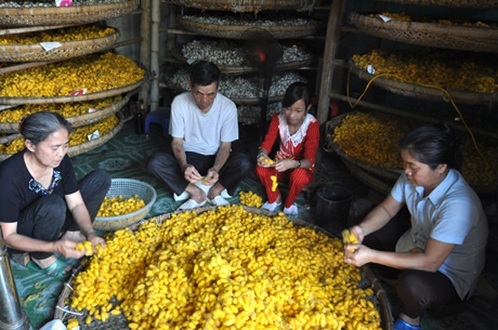 Der Beruf des Anbaus der weißen Maulbeere und der Seidenraupenzucht in Thieu Hoa, Thanh Hoa - ảnh 2