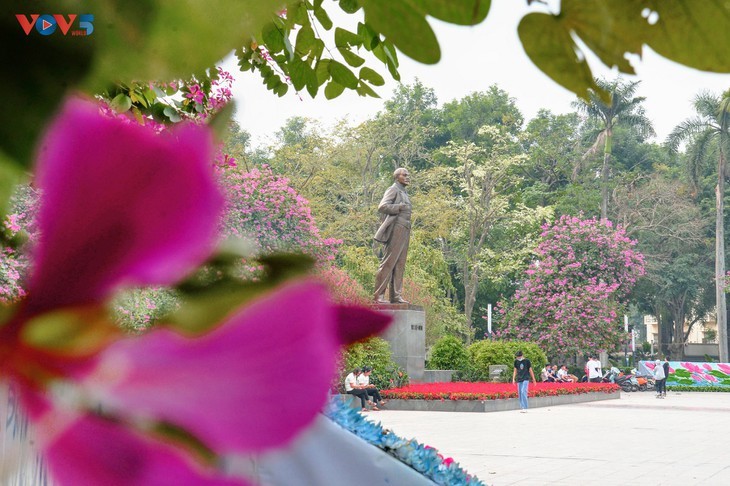 Bauhinien blühen früh in Hanoi - ảnh 13