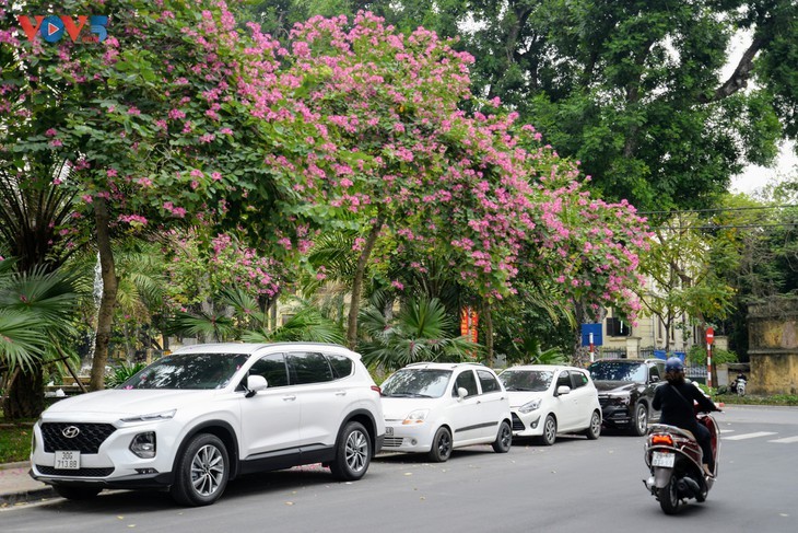Bauhinien blühen früh in Hanoi - ảnh 9