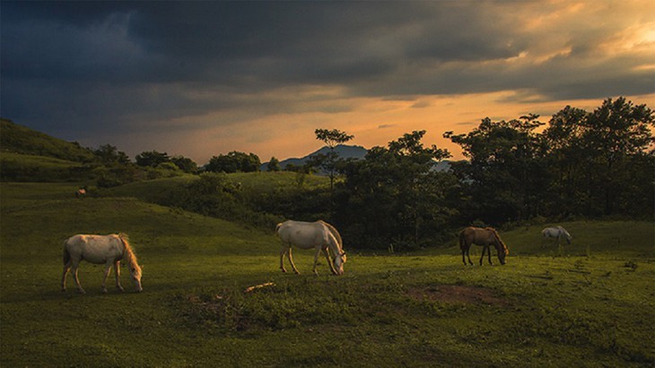 Weiße Pferde in der Wiese Khau Sao der Bergprovinz Lang Son - ảnh 11