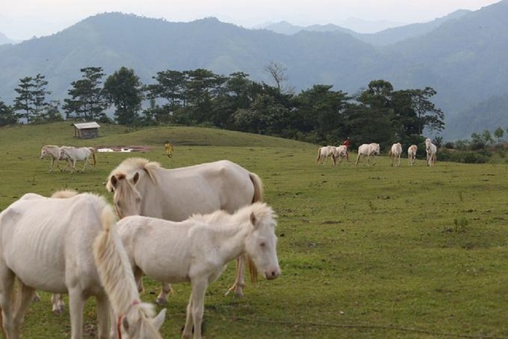 Weiße Pferde in der Wiese Khau Sao der Bergprovinz Lang Son - ảnh 6