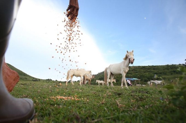 Weiße Pferde in der Wiese Khau Sao der Bergprovinz Lang Son - ảnh 8