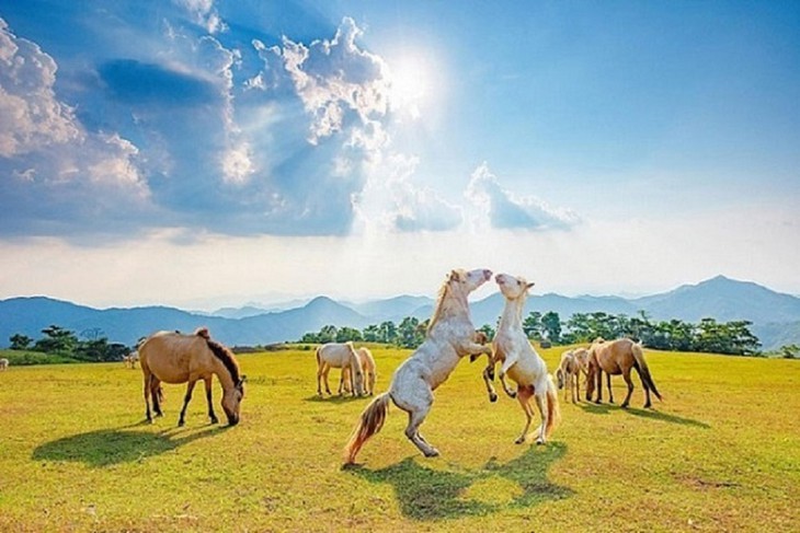 Weiße Pferde in der Wiese Khau Sao der Bergprovinz Lang Son - ảnh 9