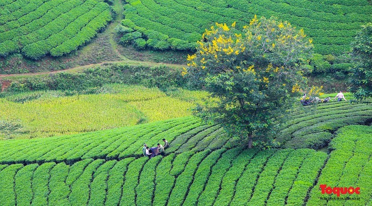 Schönheit der Tee-Hügel Long Coc in der Provinz Phu Tho - ảnh 11