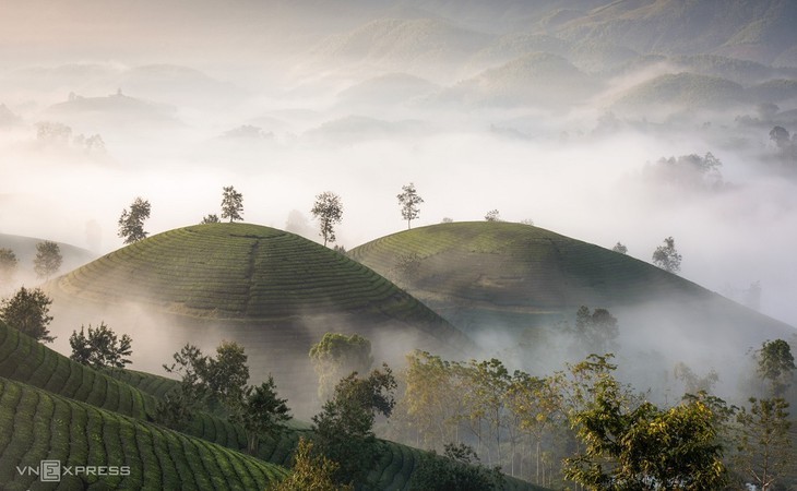 Schönheit der Tee-Hügel Long Coc in der Provinz Phu Tho - ảnh 14