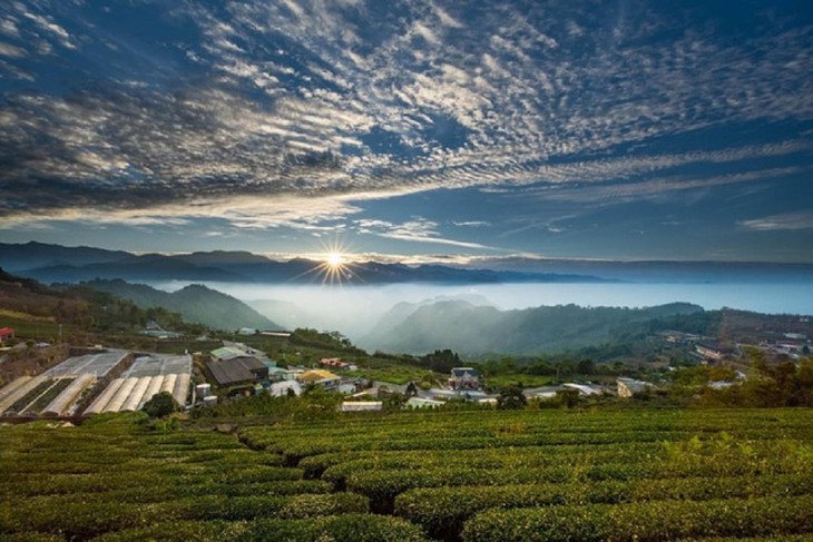 Schönheit der Tee-Hügel Long Coc in der Provinz Phu Tho - ảnh 1