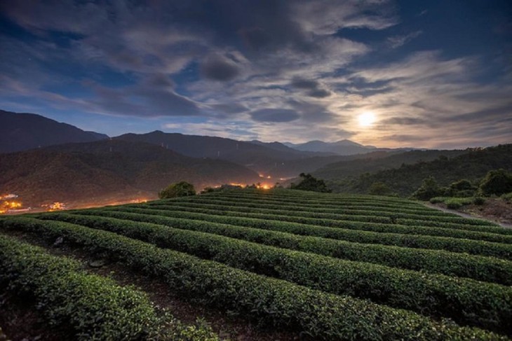 Schönheit der Tee-Hügel Long Coc in der Provinz Phu Tho - ảnh 4