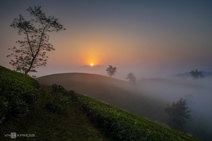 Schönheit der Tee-Hügel Long Coc in der Provinz Phu Tho - ảnh 5