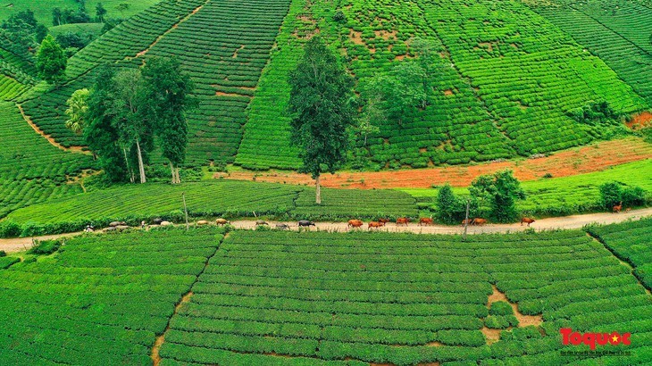 Schönheit der Tee-Hügel Long Coc in der Provinz Phu Tho - ảnh 8