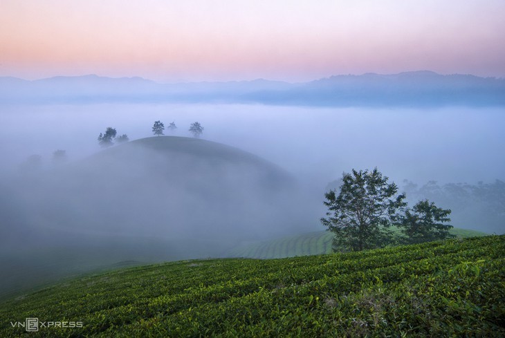 Schönheit der Tee-Hügel Long Coc in der Provinz Phu Tho - ảnh 9