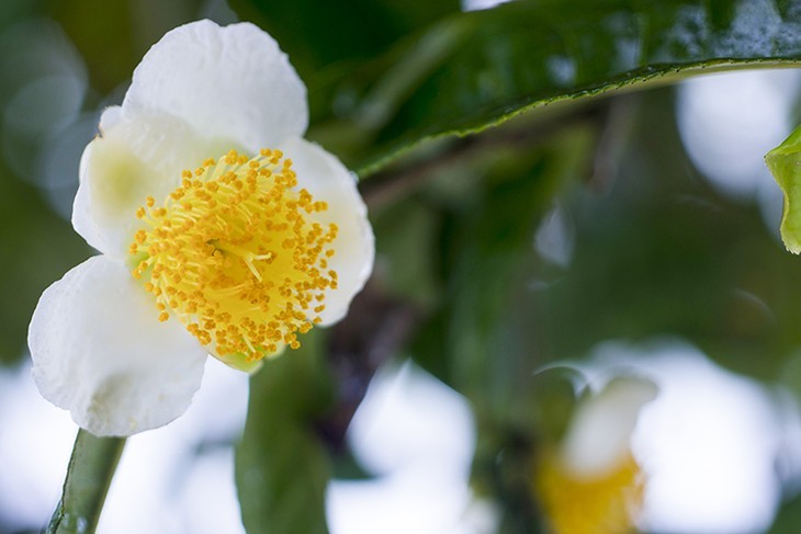 Le thé de Tà Xùa, une pure merveille - ảnh 5