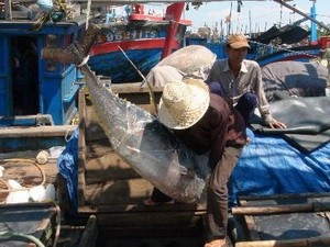 Tổ chức khai thác, bảo quản, thu mua chế biến cá ngừ đạt hiệu quả - ảnh 1